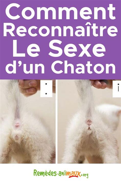 photo chatte nu